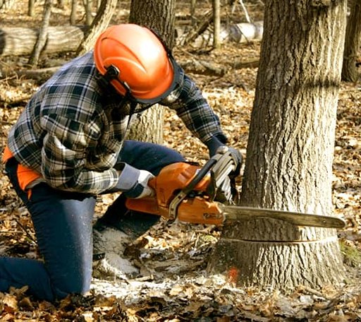 Tree Removal in Delaplane, VA